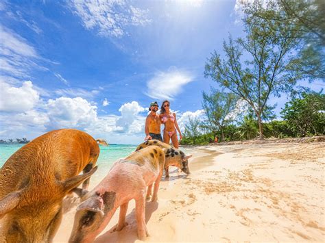 swimming pigs pearl island|Swimming With Pigs